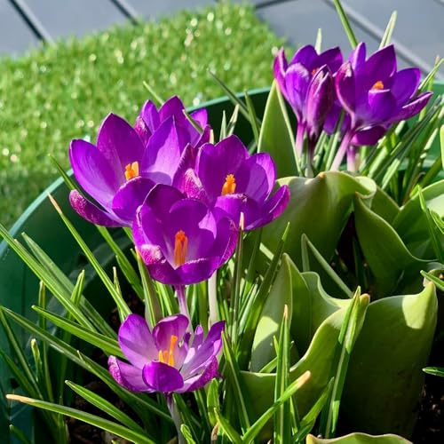 KrokusZwiebeln, Crocus sativus, blumenzwiebeln mehrjährig winterhart Krokusse, Safran, winterharte für garten 4pcs