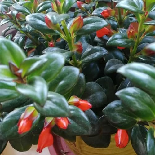 goldfish chlorophytum - seltene winterharte garten deko, hochbeet luftreinigende zimmerpflanzen immergrüne winterhart 80samen
