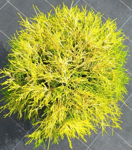Giallo brillante cipresso Chamaecyparis pisifera -Filifera Aurea 20-25 cm resistente all'inverno