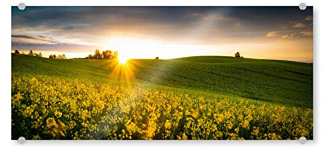 artboxONE Acrylglasbild 150x50 cm Natur Rapsfeld Panorama - Bild raps Landschaft mecklenburgische