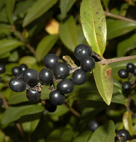 Schwarzgrüner Liguster 40-60cm - Ligustrum vulgare