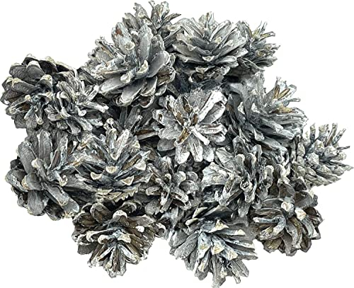 Tannenzapfen Kiefernzapfen Weiß Beschneit Basteln Weihnachten Deko Basteln 200g