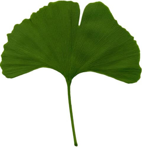 5 Semillas De 'Eje Para 40 Controlador (Ginkgo Biloba) G131 Culantrillo Tree