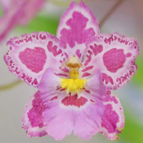 semi di orchidea oncidium - orchidee - resistenti all'esterno decorazione da giardino per esterni, tappeto to decorativi resistenti da balcone biologici 250pcs