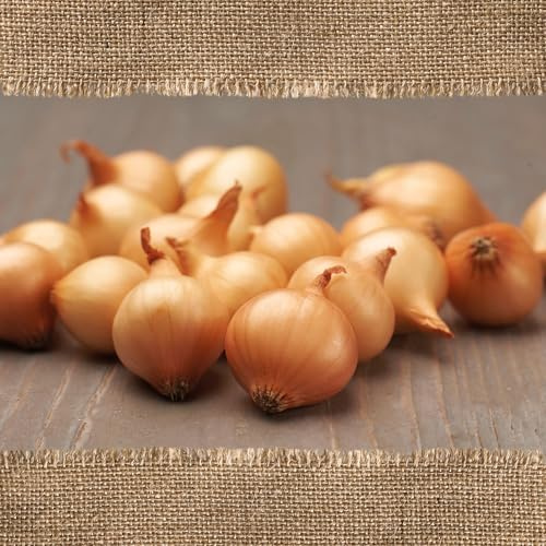 FLORTUS – BIO Wintersteckzwiebel Stuttgarter Riesen 250 g zertifiziertes Pflanzgut – Zwiebelgröße 8-21 mm, für den Anbau von mild-scharfen, goldenen, Zwiebeln – Für Garten & Hochbeet