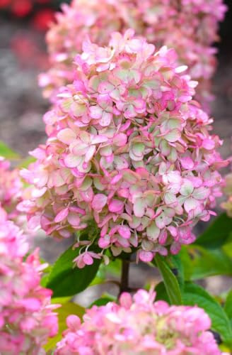 Hortensia paniculata Sundae Fraise 40-60 cm rosa
