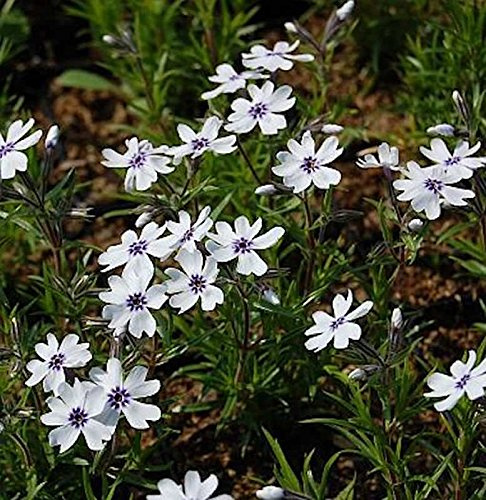 Niedrige Flammenblume Bavaria - Phlox subulata - lebende Gartenpflanze aus den Baumschulen