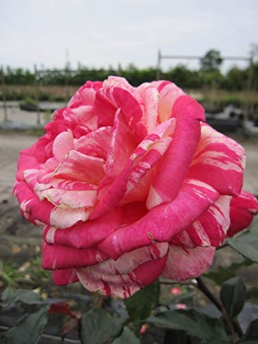 Edelrose - Rosa Broceliande ® - kirsche-gelb gestreift - NIRParfum-Rose - Malerrose - Duft+++