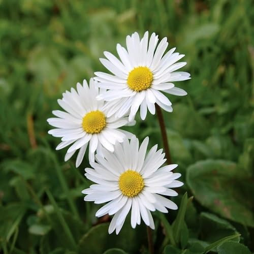 Lot de 10 nouvelles graines de marguerites fraîches