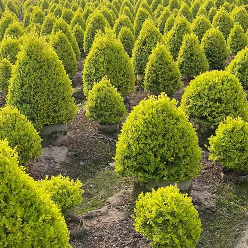 ligustro, raro giardino pieno sole in vaso ornamentale 300semi