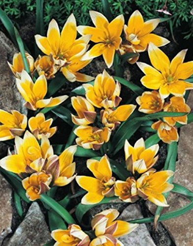 50 Wildtulpen Tarda Botanische Tulpenzwiebeln Blumenzwiebeln