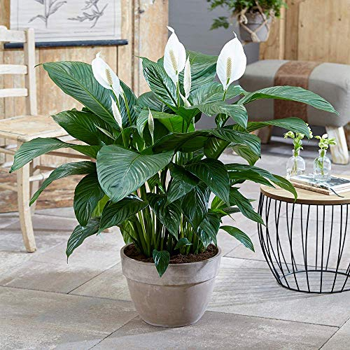 Spathiphyllum 'Friedenslilie' Zimmerpflanze - Leben Innenbereich Haus Topfbaum In 9cm