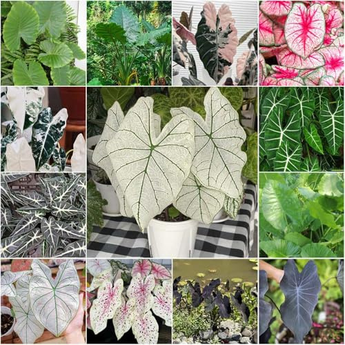 alocasia stauden balkonpflanzen gartenpflanzen indoor garden, pflanzensamen grünpflanzen anzuchttöpfe einfacher Anbau, wohnzimmer exotische für draußen 10samen