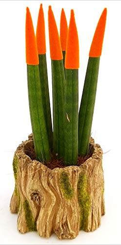 POWERS TO FLOWERS - SANSEVERIA CILINDRICA COLOR LIFE MINI ARANCIO IN VASO CERAMICA TRONCO, pianta vera