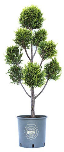 Vannucci Piante - Cipresso leilandi giallo, x Cupressocyparis leylandii 'Castlewellan Gold' (d'innesto) in vaso, Pianta vera a pompon