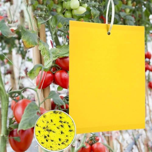 AYIDBE Pièges à Insectes 50pcs Pièges Engluées Colle Double-Face Piège à Mouches Pucerons Bleu Attrape-Insectes de Tueur d'insecte pour Plantes d'intérieur et d'extérieur Fleurs Fruits 25 * 20cm