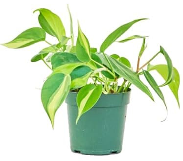 Philodendron Brasil Natural Planta Trepadora que Llena de Vida tu Espacio