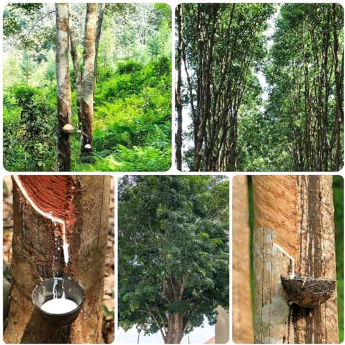 hevea brasiliensis bonsaibaum, züchten zimmerbonsai winterharte garten topfpflanzen minigarten 12samen