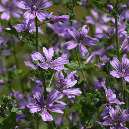 semi di malva selvatica - aperto resistenti giardino rocciose 100pcs