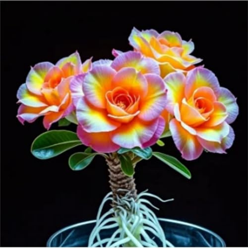 Bulbi di rosa del deserto Resistenti e Ideali per Balconi e Giardini-1 bulbi-H