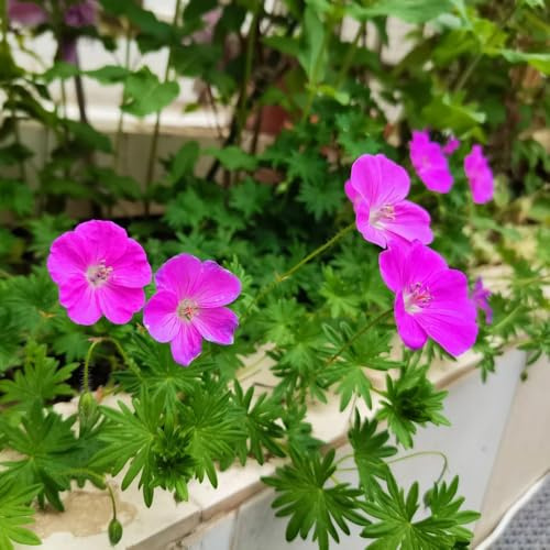 semi di geranio - resistenti, adatte al pieno sole,soggiorno d'appartamento esotiche decorazioni giardino per esterni varietà antiche 600pcs