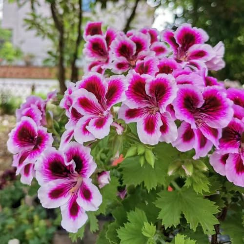 semi di geranio - giardino resistenti perenni decorazione balcone appartamento 50pcs