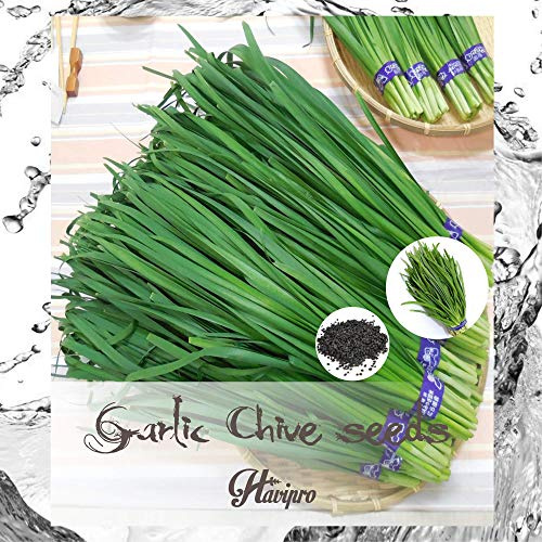 ALEXI Garlic Chives Seeds - Chinese Chives Leek for Planting - He Seeds Non GMO - High Germination Rate More Than 90% - High Yield (300)