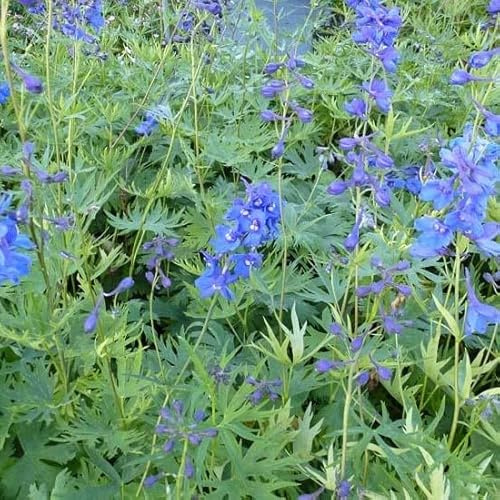 6x espuela de caballero - Delphinium Belladonna 'Bellamosum' - Olla de 9x9 cm - Flores azules