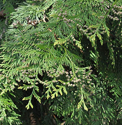Riesenlebensbaum Excelsa 100-125cm - Thuja plicata