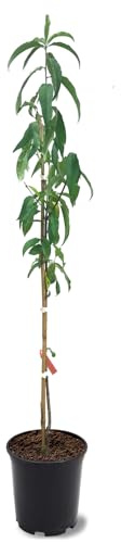 Belle of Georgia Peach Tree, Cold Hardy, Deciduous, Self-Pollinator, 1 gal Nursery Pot, 1-2 ft Tree Height (Due to Agricultural Laws, we Cannot Ship to CA, AZ, AK, or HI)