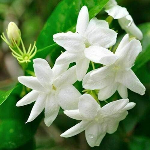 Gelsomino bianco Jasminum officinalis pianta rampicante in vaso ø9 cm Vivaio di Castelletto