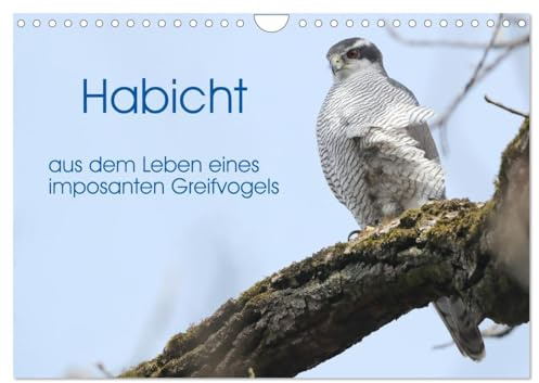 Habicht - aus dem Leben eines imposanten Greifvogels (Wandkalender 2026 DIN A4 quer), CALVENDO Monatskalender: Die Abbildungen zeigen Verhaltenssituationen aus dem Leben der Habichte. (CALVENDO Tiere)