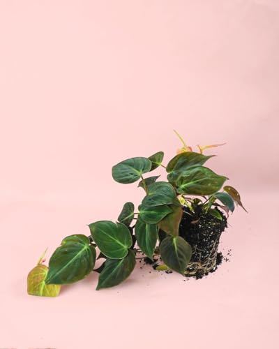PUR PLANT Philodendron Micans | Planta natural tropical de interior resistente | Hojas aterciopeladas de tonos verdes y burdeos | Colgante, purificadora y elegante | Maceta de Ø12 cm