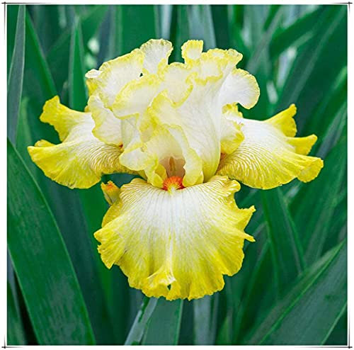 Iris Bulbi Tuberi Giardino Decorazione Matrimonio Unico Esotico-20 Lampadine