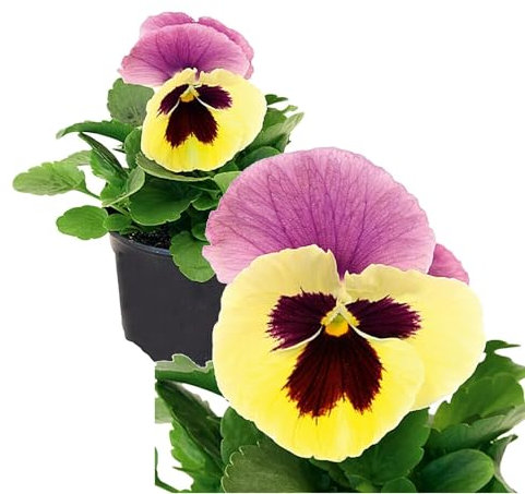 DOS Unidades de Pensamientos Plantas Naturales Perfectas para Decorar tu Hogar