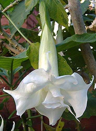 Portal Cool Brugmansia Doppio Bianco, Flora, Taglio Rooty