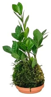 DECOALIVE |Zamioculcas Zamiifolia|Kokedama Bola Musgo | Árbol Natural de Interior