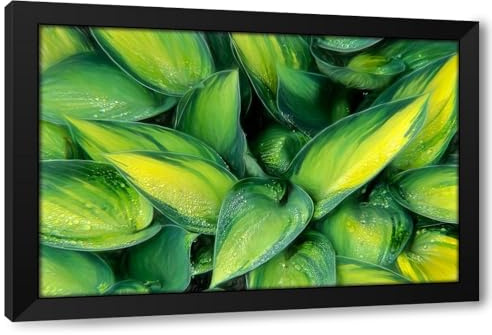 ArtDirect Varigated Plantain Lily Custom Framed Art Print Giclee Print or Canvas Options with Various Sizes and Customization by Kearney, Franklin J.