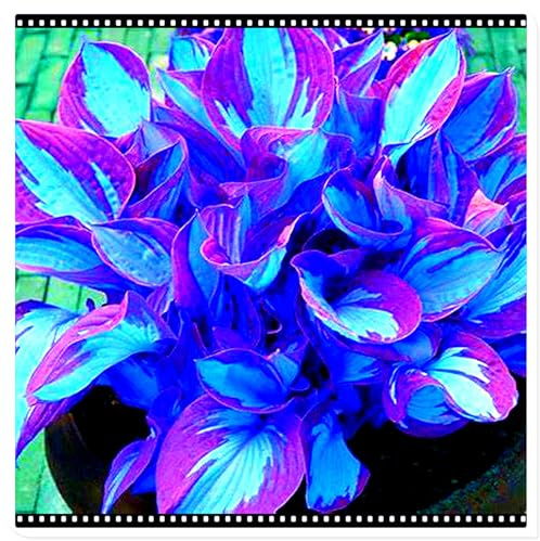 Seltene Funkie/Winterharte Funkie für den Außenbereich/Deutsche Gartenpflanze/Schnellwachsend-6 PCS-I