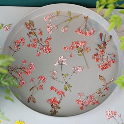 VIXDA 60 Stück getrocknete gepresste Euphorbia Graminea Stiel Blume Pflanze Herbarium für Schmuck Lesezeichen Postkarte Telefon Fall Fotorahmen DIY