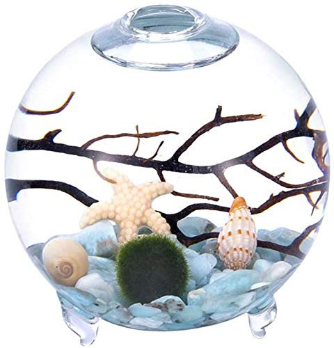 Kit Aquarium, Vase en Verre avec Pieds, Boules de Mousse Vivante et Coquillage, Corail Noir, idéal comme Table d'amis (8,9 x 10,1 cm, Style I)