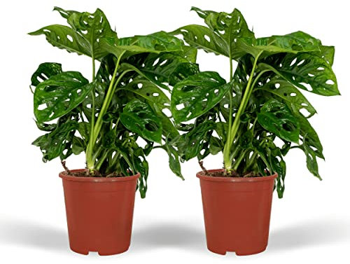 Monstera Monkey Leaf - Hole Pflanze | 2 Stück - 30cm - Ø12cm - Zimmerpflanze - Immergrün - Multideal