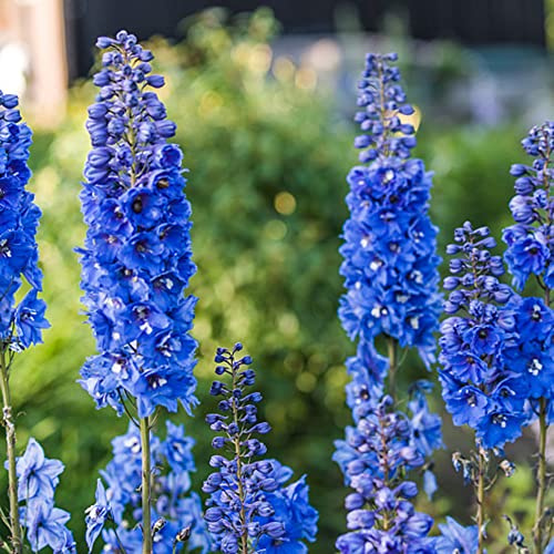 rittersporn biosaatgut dachbegrünung blumendeko blumensaat blumenbeet balkon balkonpflanzen frühling sommerblumen blumenstauden winterhart bonsai topf balkonpflanze blumensamen balkon 400samen