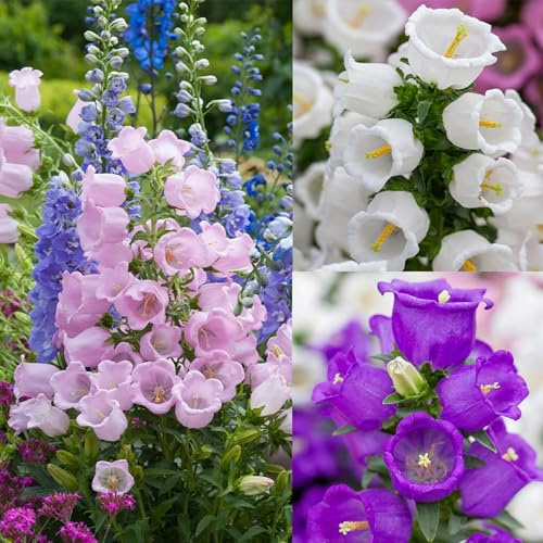 300 Biennial Campanula Canterbury Bells Flower Seeds for Planting