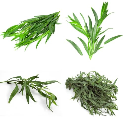 Semi di dragoncello biologici, per giardino di semi di medicinali esotiche semi di resistenti per il giardino 300pcs