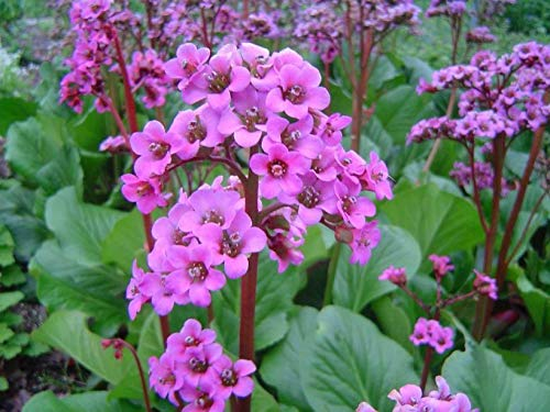 10 x Bergenia cordifolia 'Winterglut' (Winterhart/Stauden/Staude/Mehrjährig/Immergrün/Bodendecker) Bergenie - Leuchtende Blüten und feuriges Laub im Winter - Bienenfreundlich - von Stauden Gänge