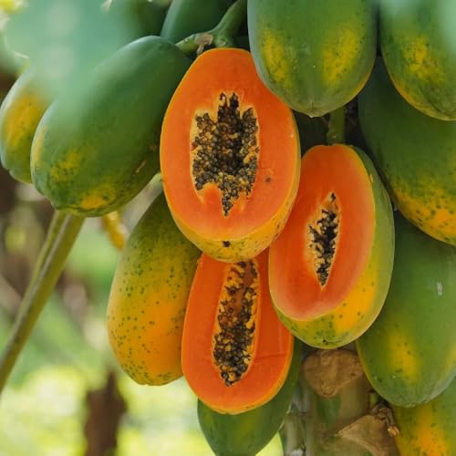 semi di papaia, da balcone resistenti frutto colonnare resistente esotici esotici semi di antiche varietà Le da giardino sono resistenti 10pcs