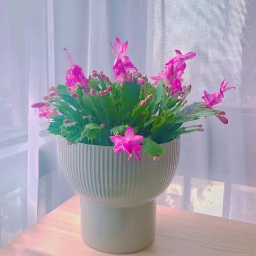 Cactus di Natale decorazione organica selvatici esotici giardino 180semi