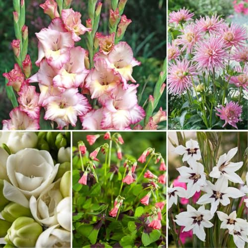 Plant in a Box - Bulbes 'Jardin Rose' - Mélange de bulbes à fleurs - 250 pièces - Mélange de différents bulbes à fleurs - Dahlias, Glaïeuls, Freesias, Oxalis