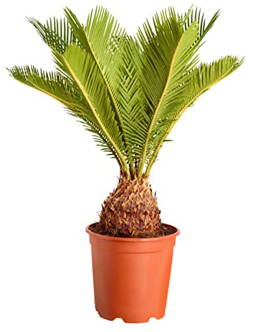 Dehner Sagopalmfarn, baumförmige Urpflanze, ca. 55-60 cm, Ø Topf 17 cm | Cycas revoluta, palmenartige Zimmerpflanze, für sonnige bis halbschattige Standorte, keine direkte Sonne